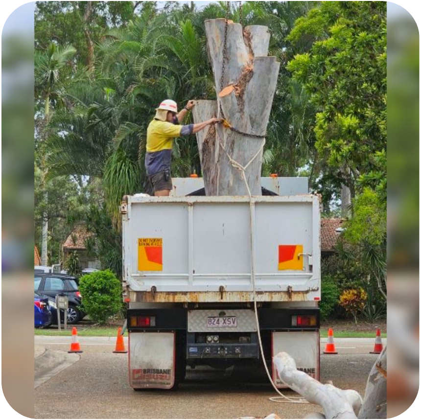 CMBM Tree Removal PHO003